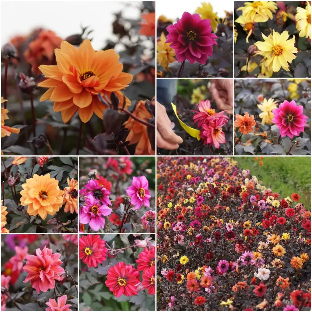 Dahlia Mysterium Biene Mix - BIO