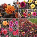 Dahlia Mysterium Biene Mix - BIO