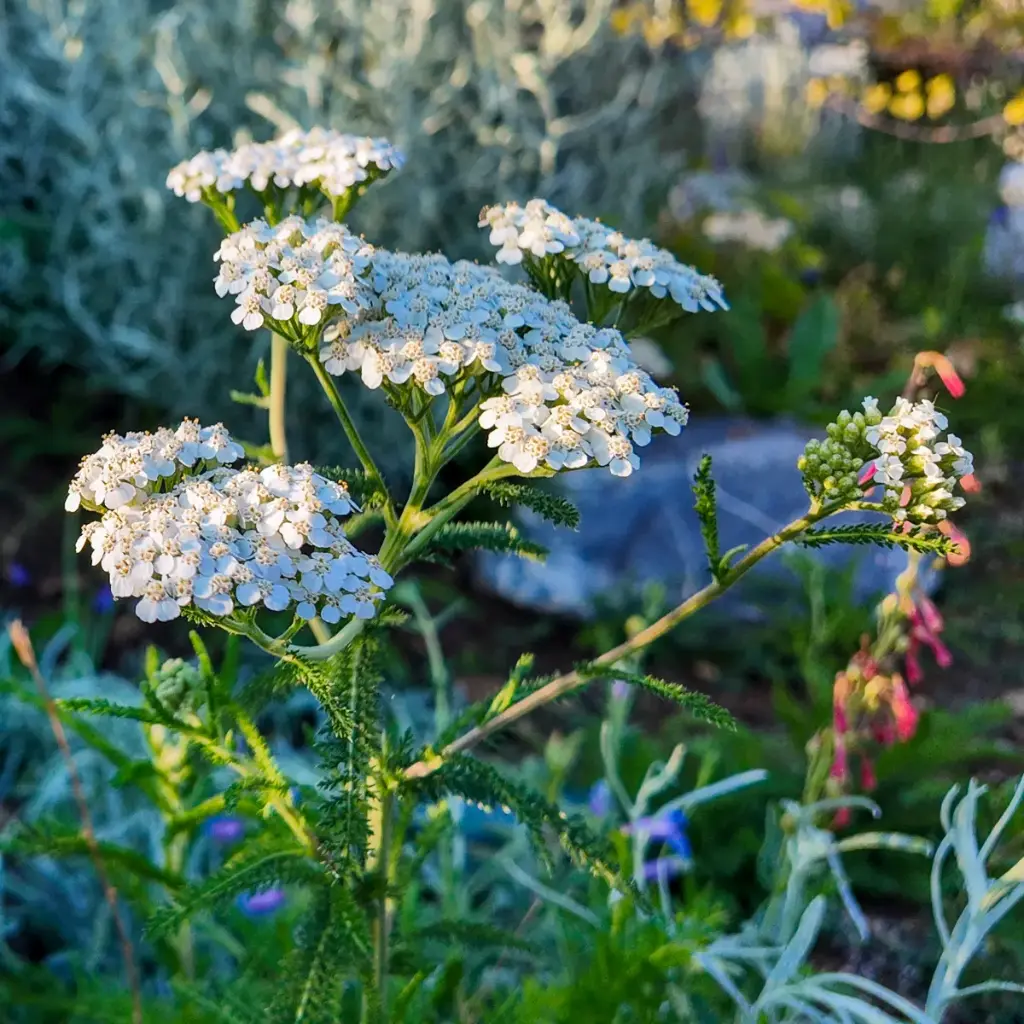 Röllika - Achillea millefolium - BIO