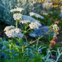 Röllika - Achillea millefolium - BIO