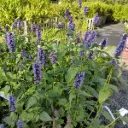 Anisisopar - Agastache Black Adder - BIO