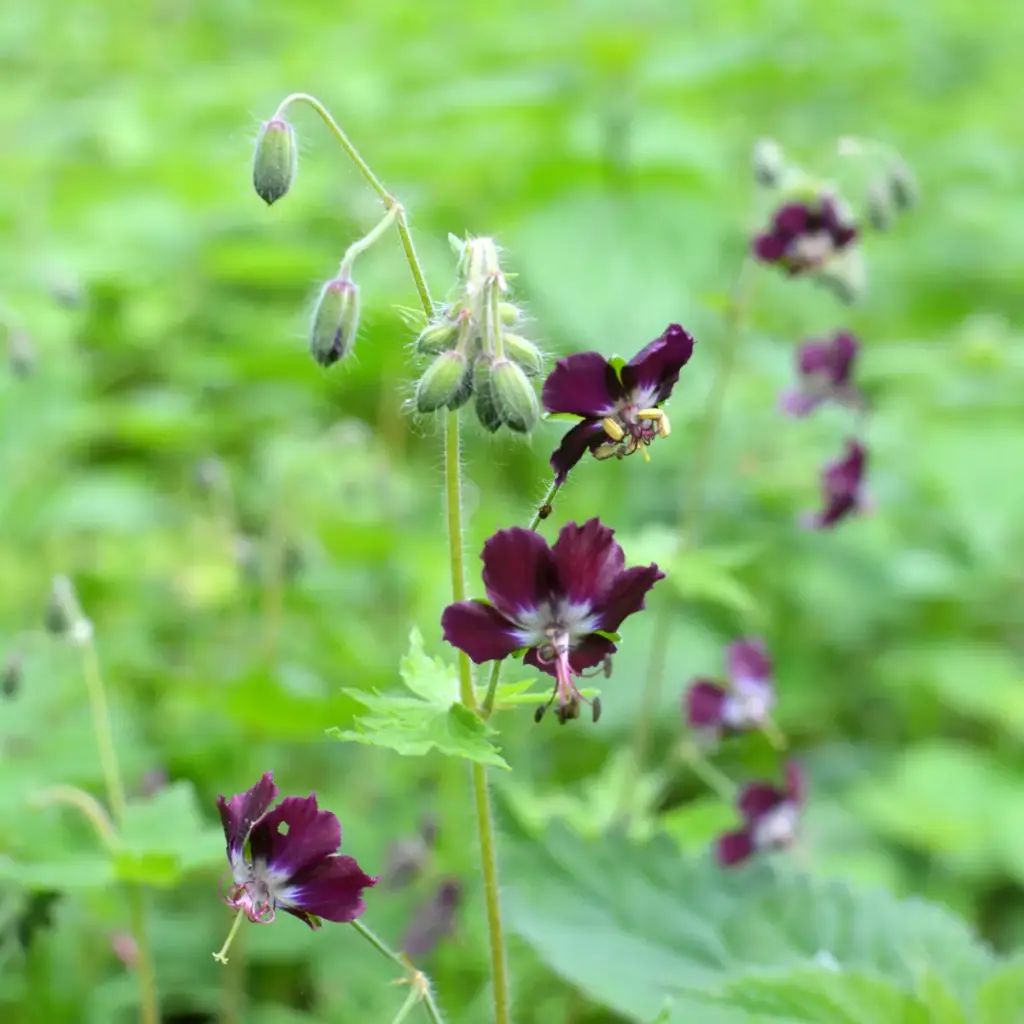 Geranium phaeum - Brunnäva - BIO