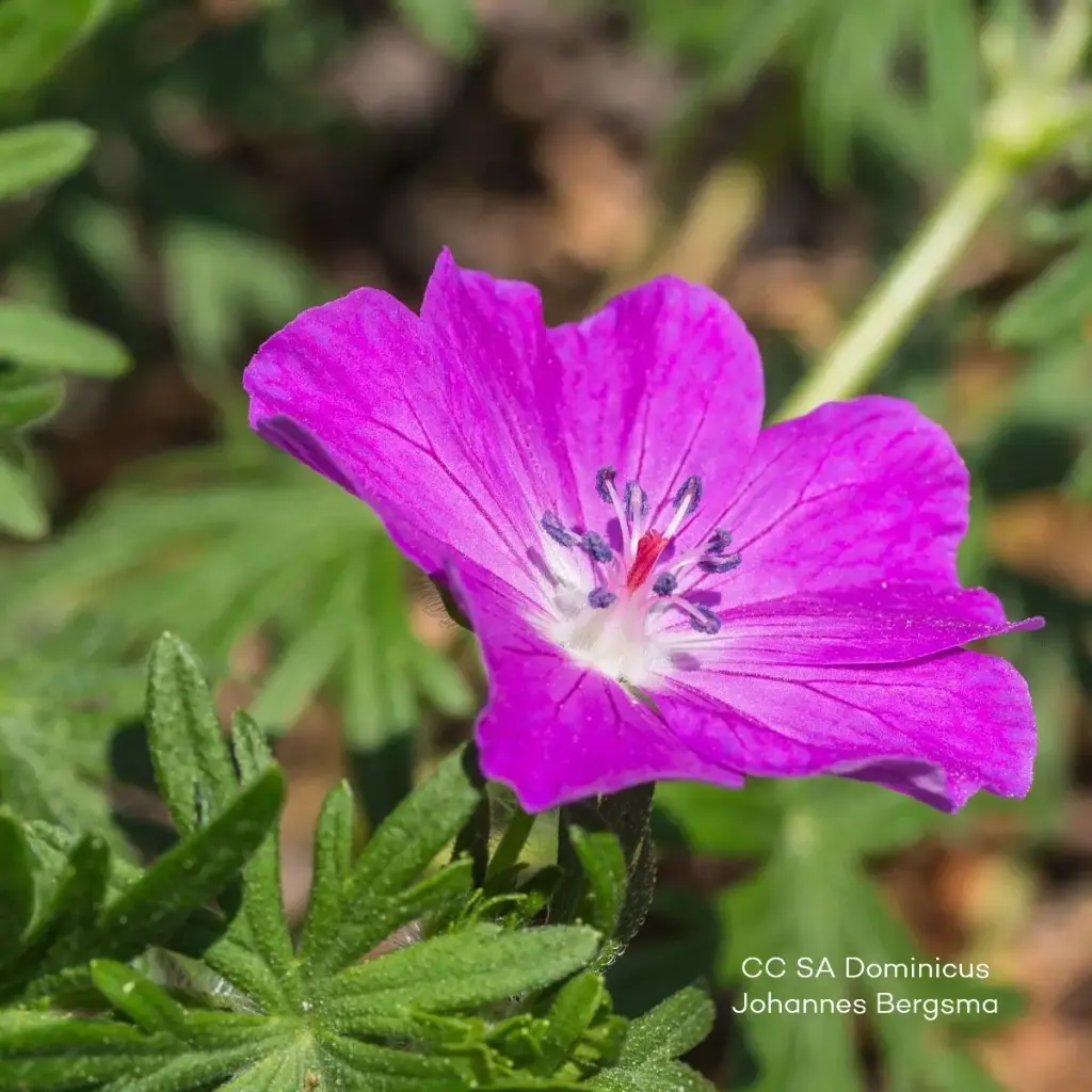 Geranium 'Fruit d'Fleur' - Blodnäva - BIO