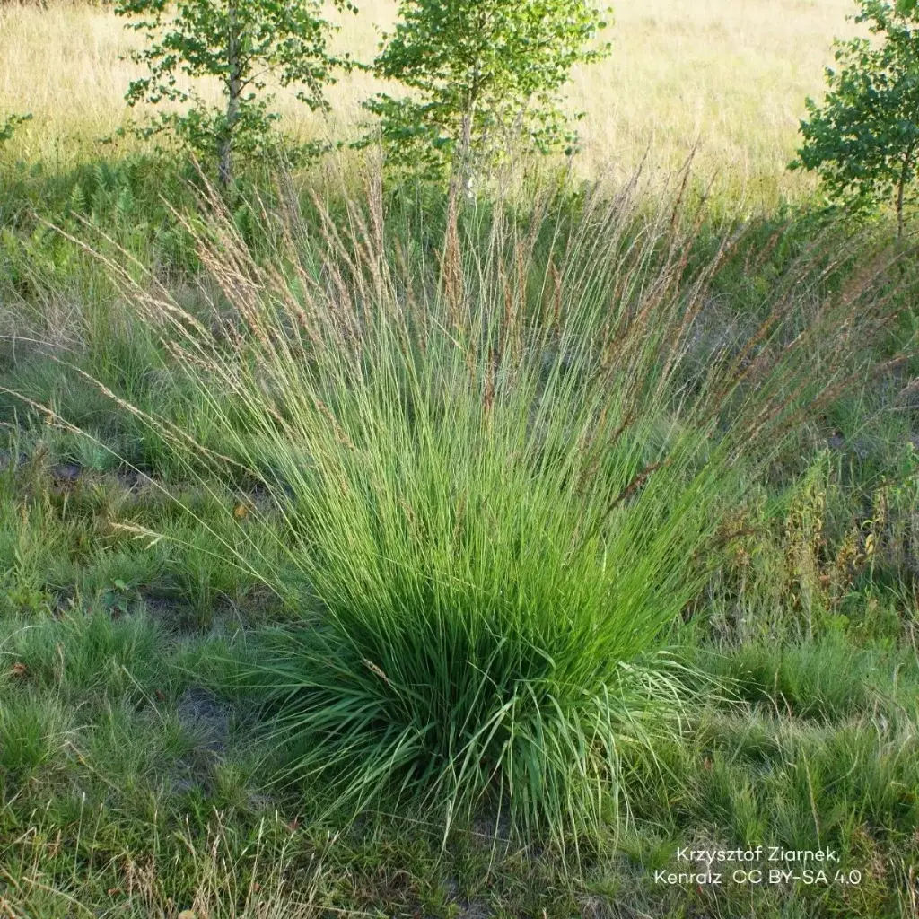 Blåtåtel - Molinia caerulea 'Moorhexe' - BIO