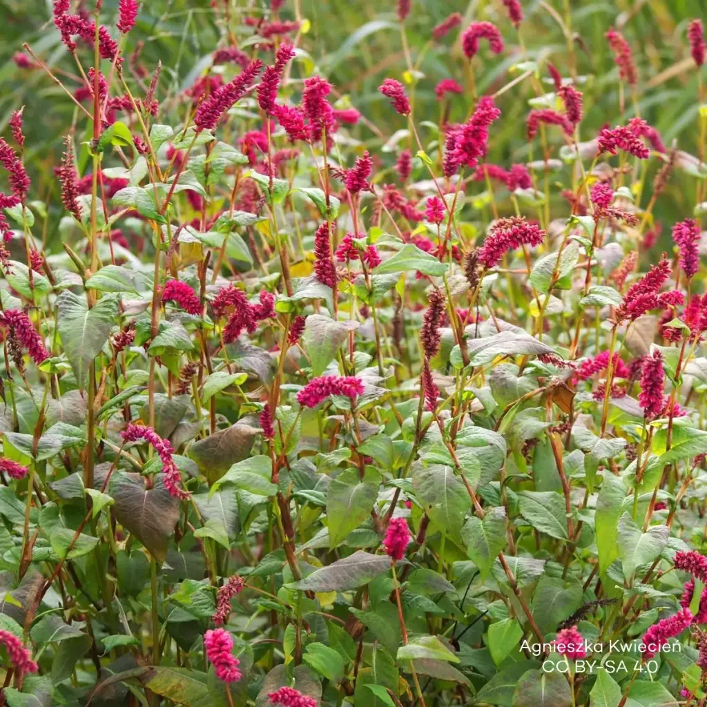 Pilörter - Persicaria a. 'JS Calor' - BIO