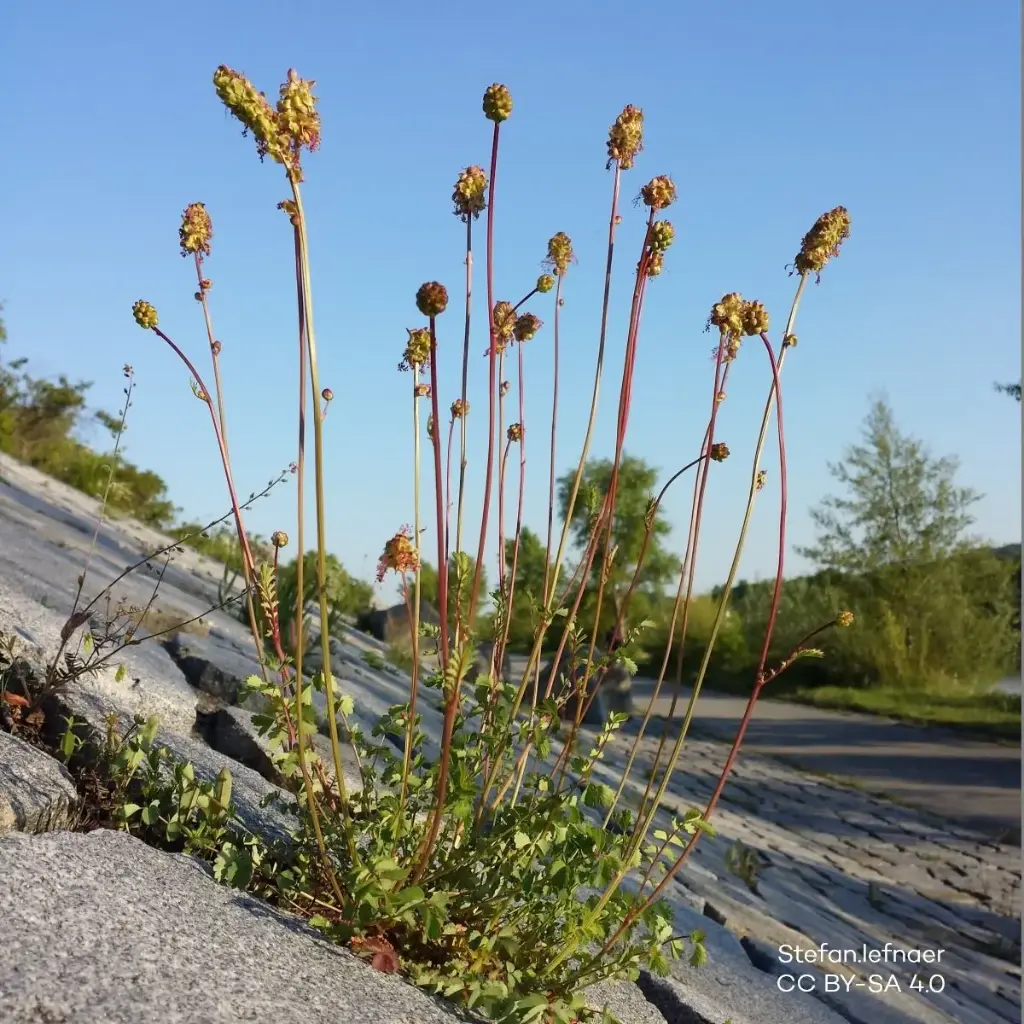 Pimpinell - Sanguisorba minor - BIO