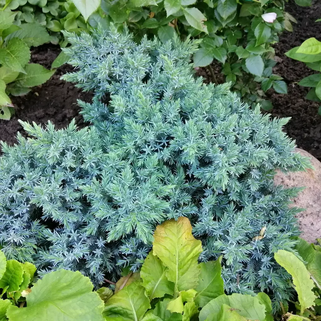 Himalaja en - Juniperus squamata 'Blue Star' - BIO