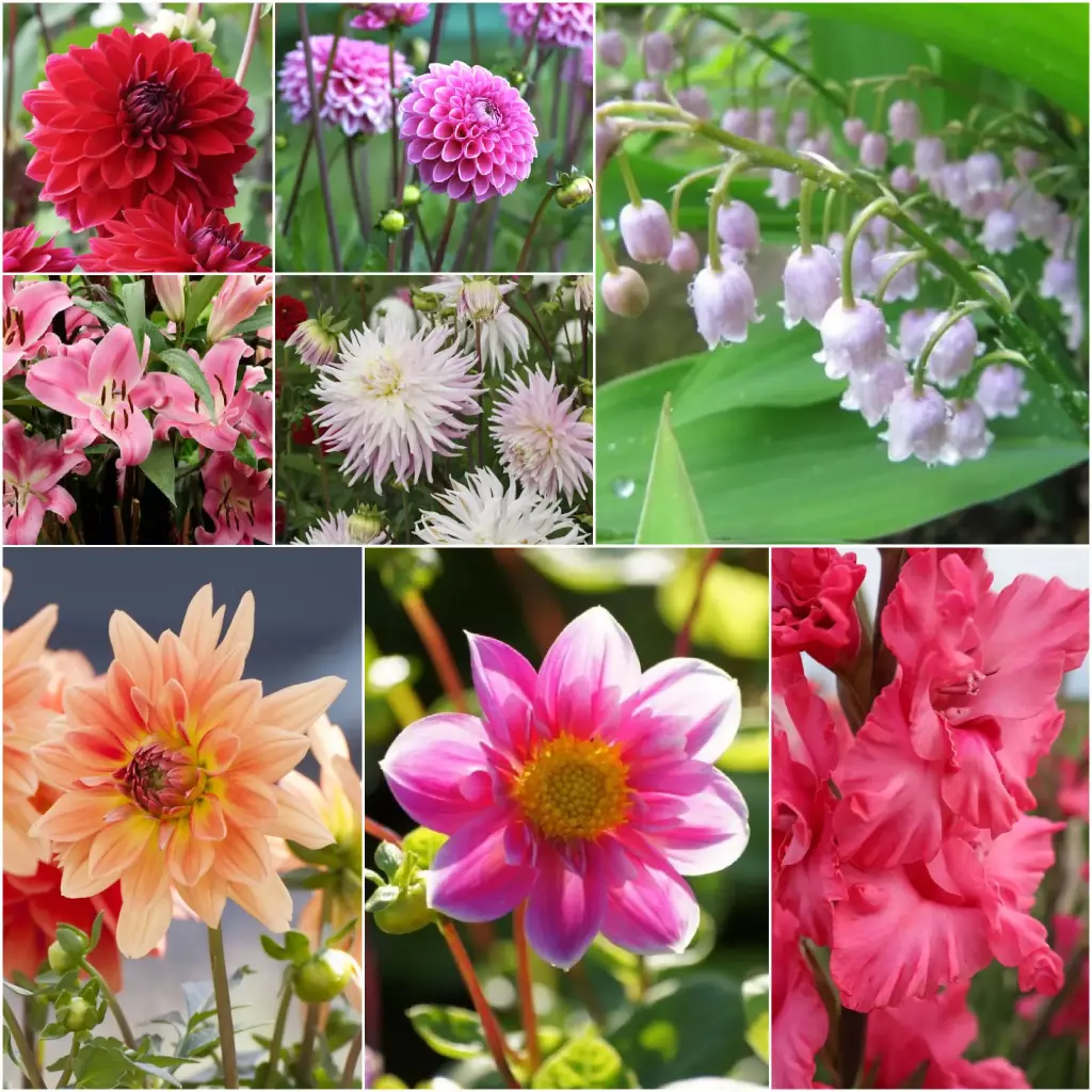 Cottage Garden Summer Dream - BIO