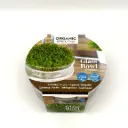 Rucola-groddkit - Groddar - BIO