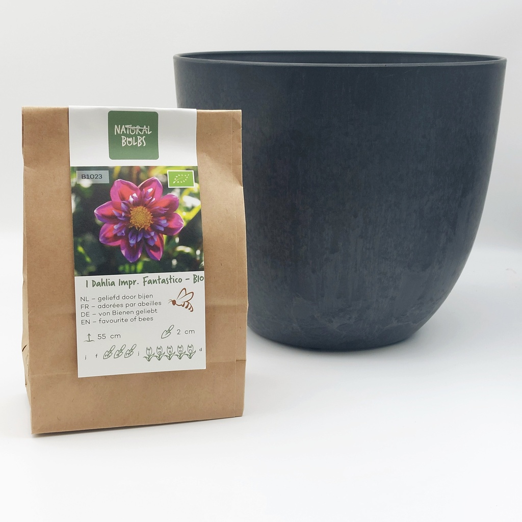 Dahlia Fantastico - BIO med Artstone kruka