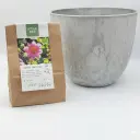 Dahlia Hartenaas - BIO med Artstone kruka
