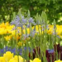 Stjärnhyacint - Camassia Cusickii - BIO