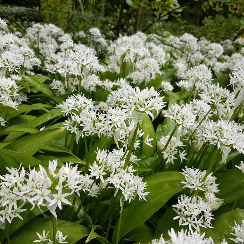 Ramslök - Allium Ursinum - BIO