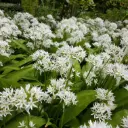 Ramslök - Allium Ursinum - BIO