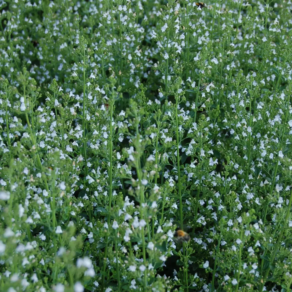 Calamintha Nepeta - Compact - BIO