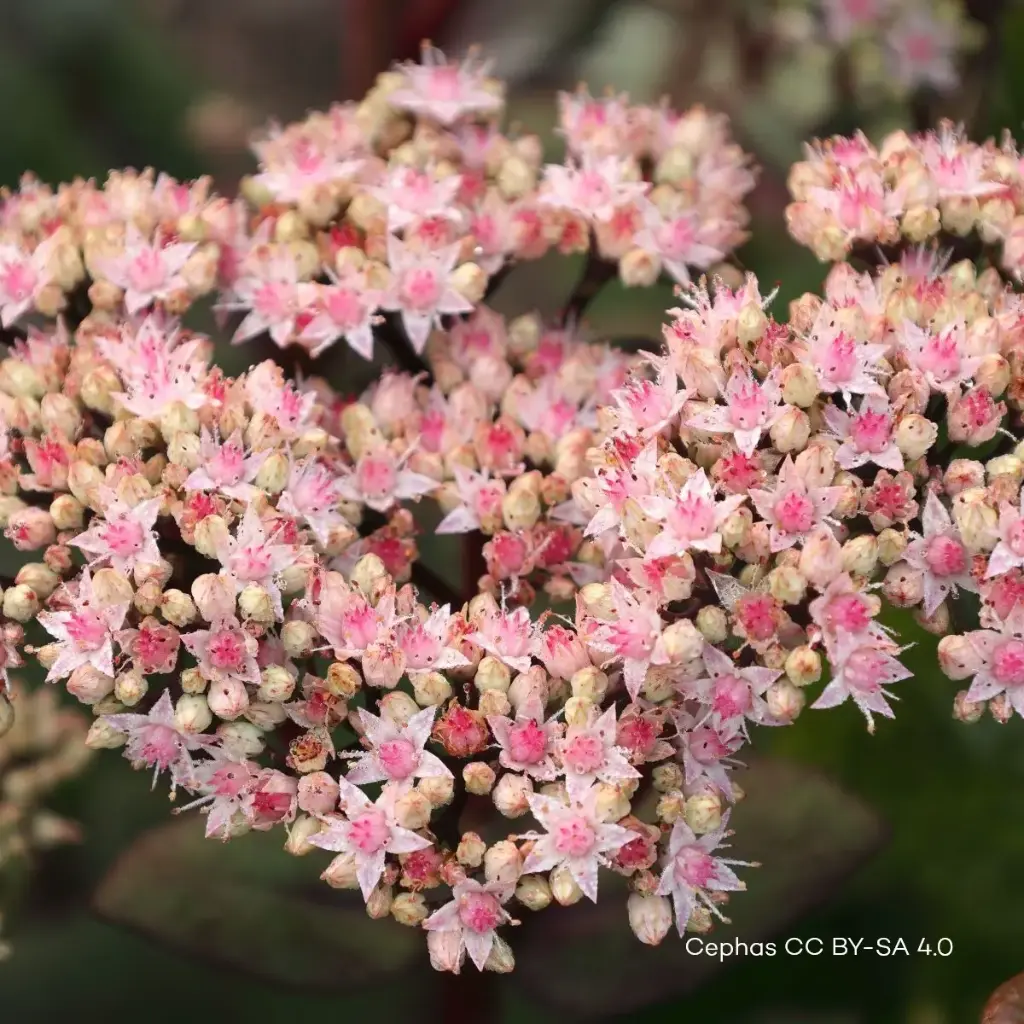 Sedum Matrona - Compact - BIO
