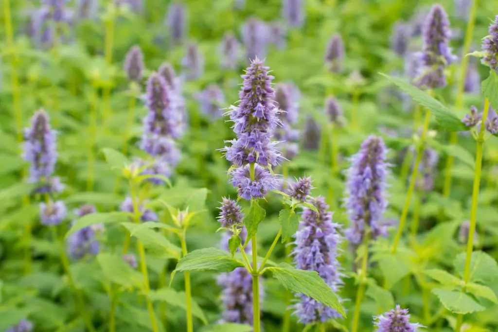 Anisisopar - Agastache Blue Fortune - P9 - BIO