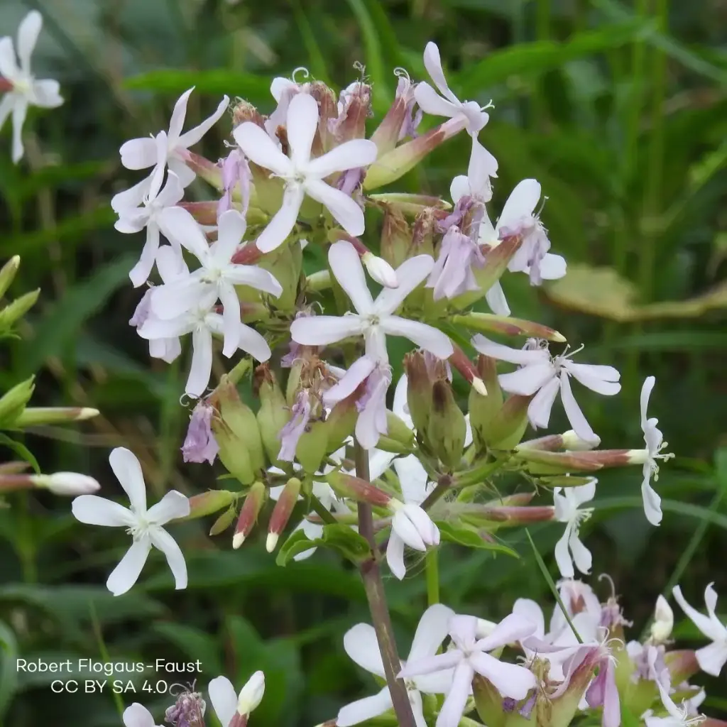 Saponaria Officinalis - P9 - BIO