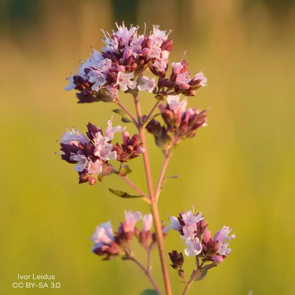 Origanum vulg. Compactum - Compact  - BIO