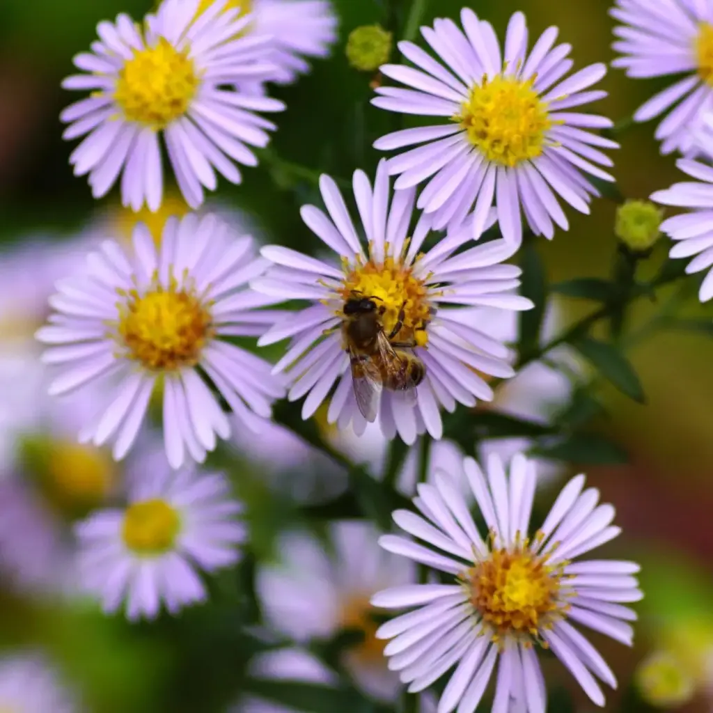 Aster a. Asran P9 - BIO