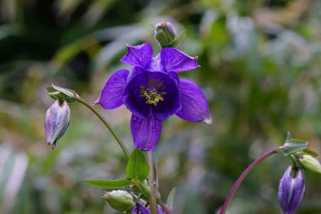 Aquilegia Alpina - P9 - BIO