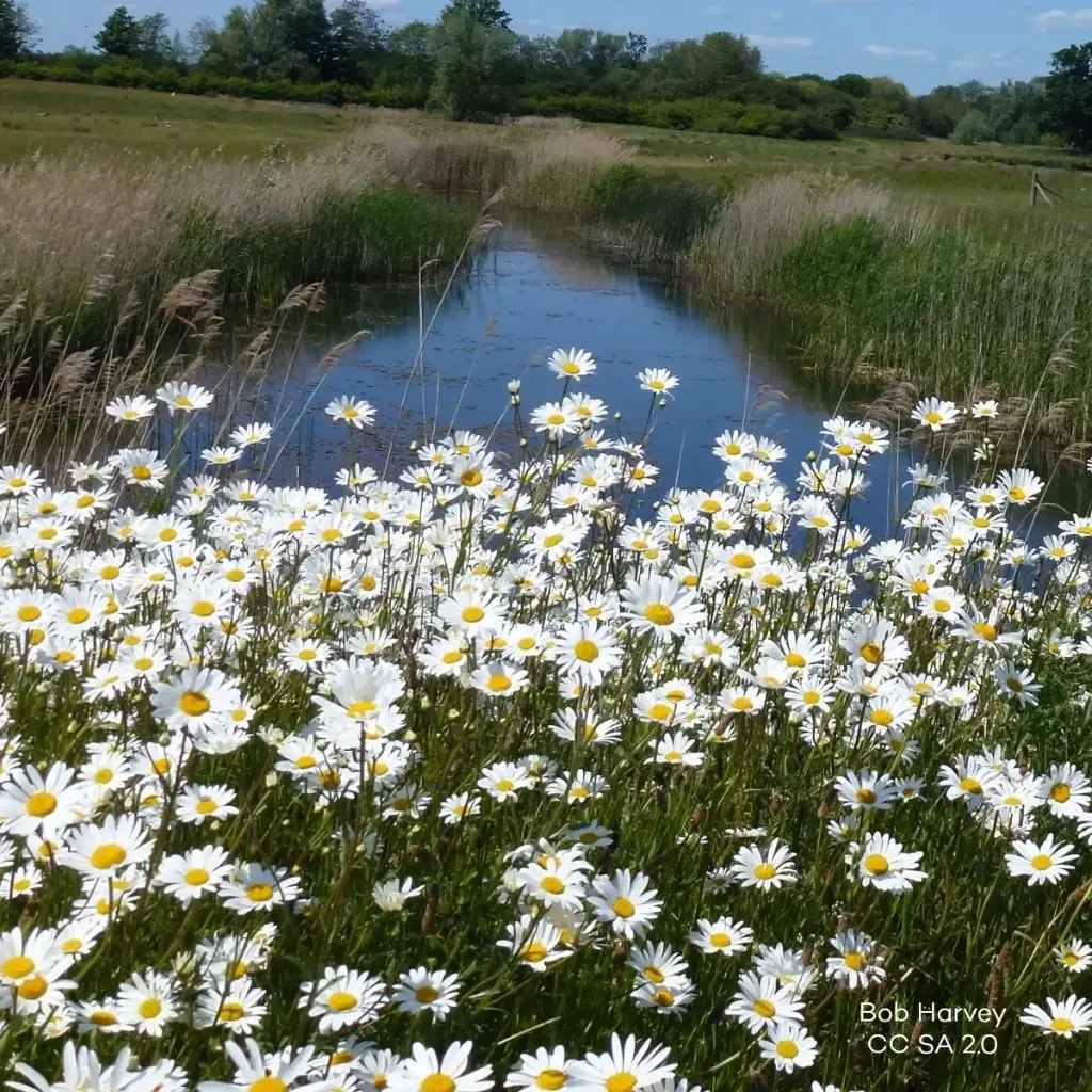 Leucanthemum Vulgare P9 - BIO
