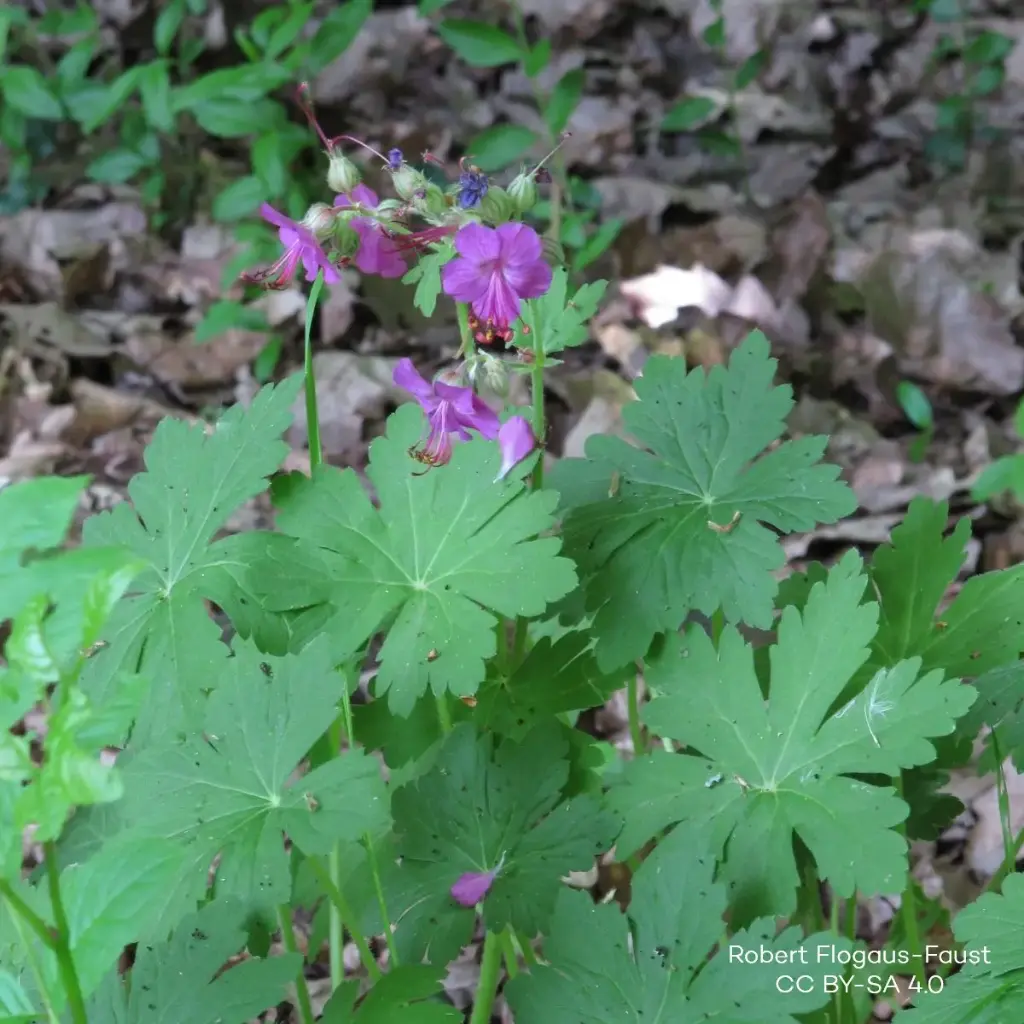 Geranium Macrorrhizum - Flocknäva - P9 - BIO