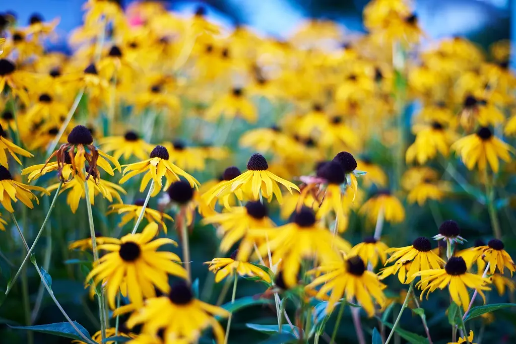 Rudbeckia Goldsturm - P9 - BIO