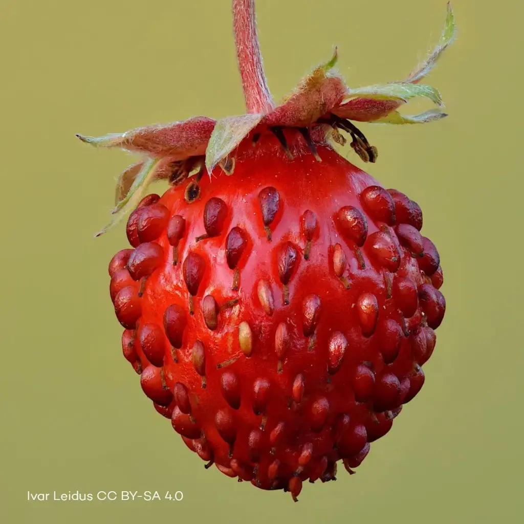 Fragaria Vesca - Compact  - BIO