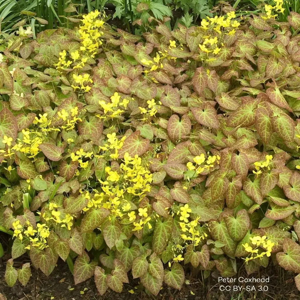 Epimedium perralc. Frohnleiten - P9 - BIO
