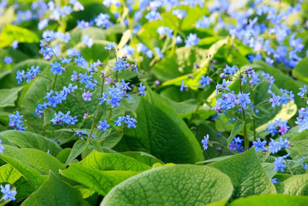 Brunnera Macrophylla P9 - BIO