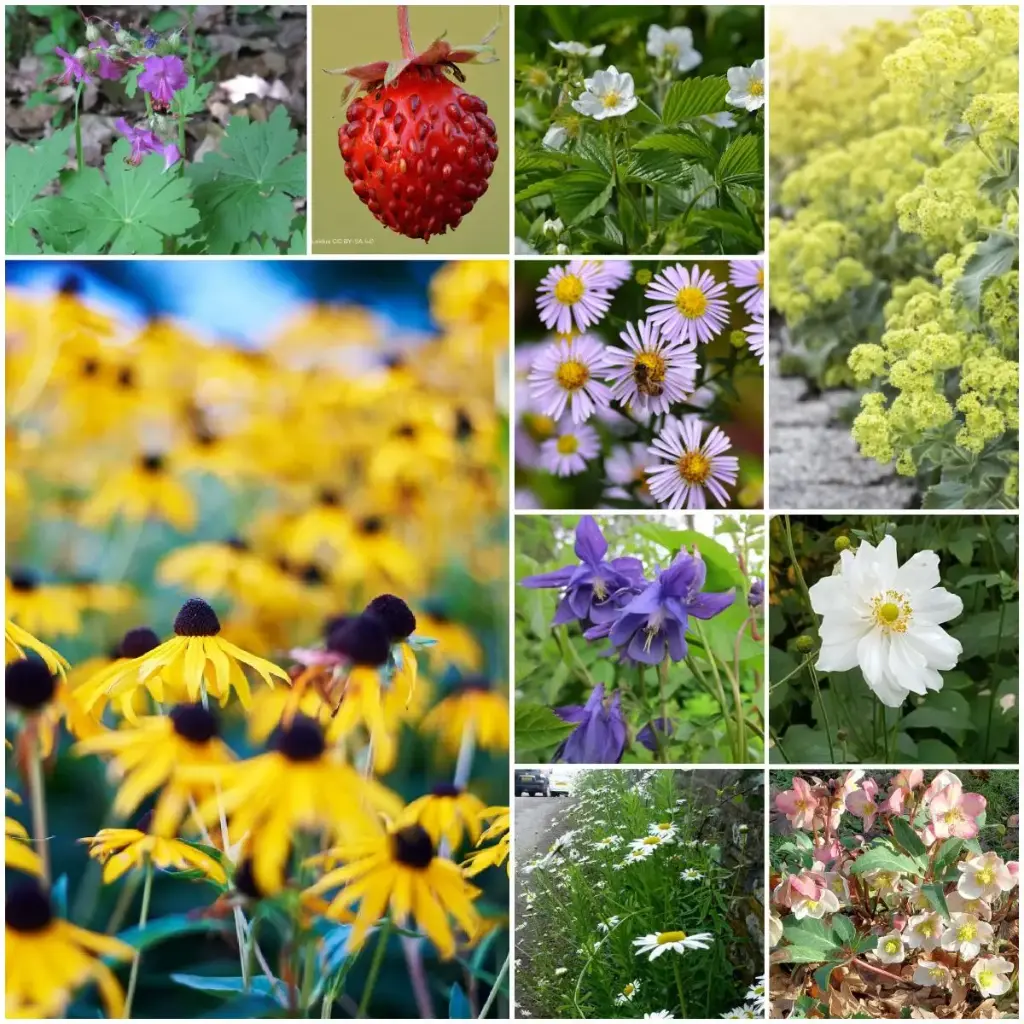 Borderpaket för halvskugga, 4 m² - BIO