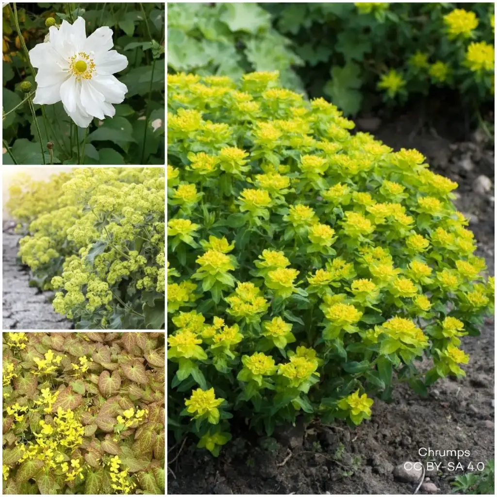 Flerårigt växtpaket för skugga 1 m² - BIO