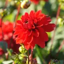 Dahlia Dekorativ Röd  - BIO
