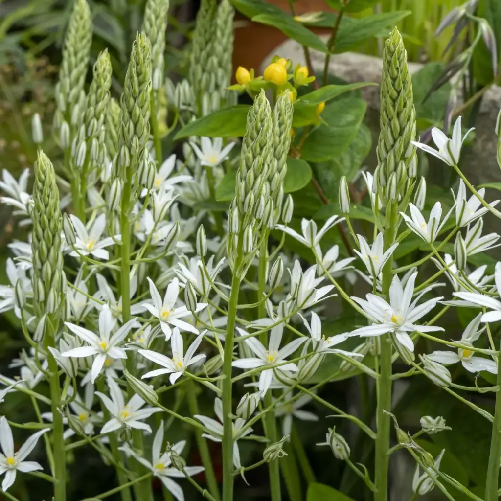 Stjärnlökar - Ornithogalum ponticum Sochi - BIO