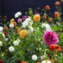Dahlia Plockträdgård Mix - BIO