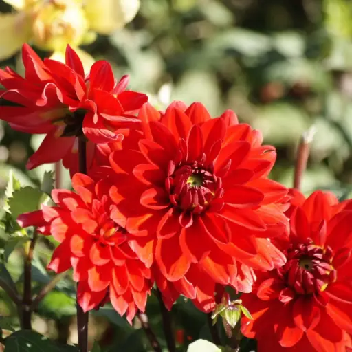 [B1069-1] Dahlia Heatwave - BIO (1 lökar)