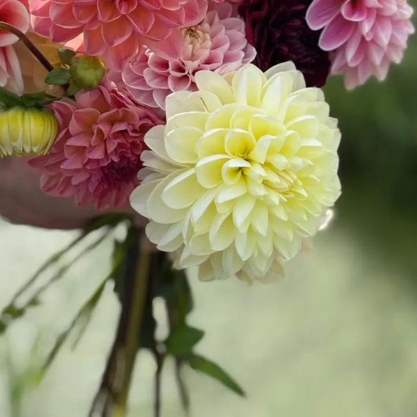 Dahlia Peebles - BIO