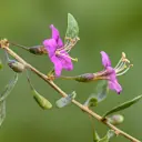 Bocktörne - Gojibärsbuske Little Goji - Rejäl - BIO