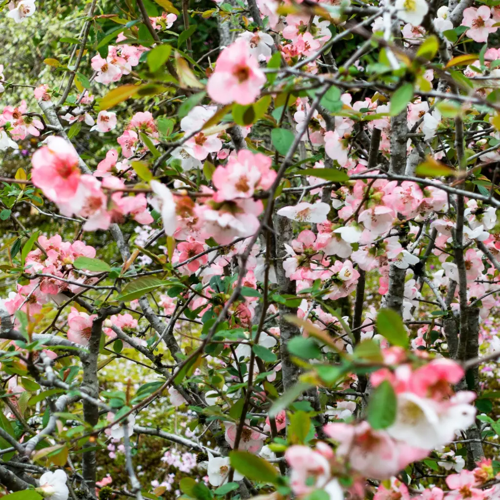 Kinesisk Rosenkvitten - Chaenomeles cathayensis - Rejäl - BIO