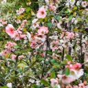 Kinesisk Rosenkvitten - Chaenomeles cathayensis - Rejäl - BIO