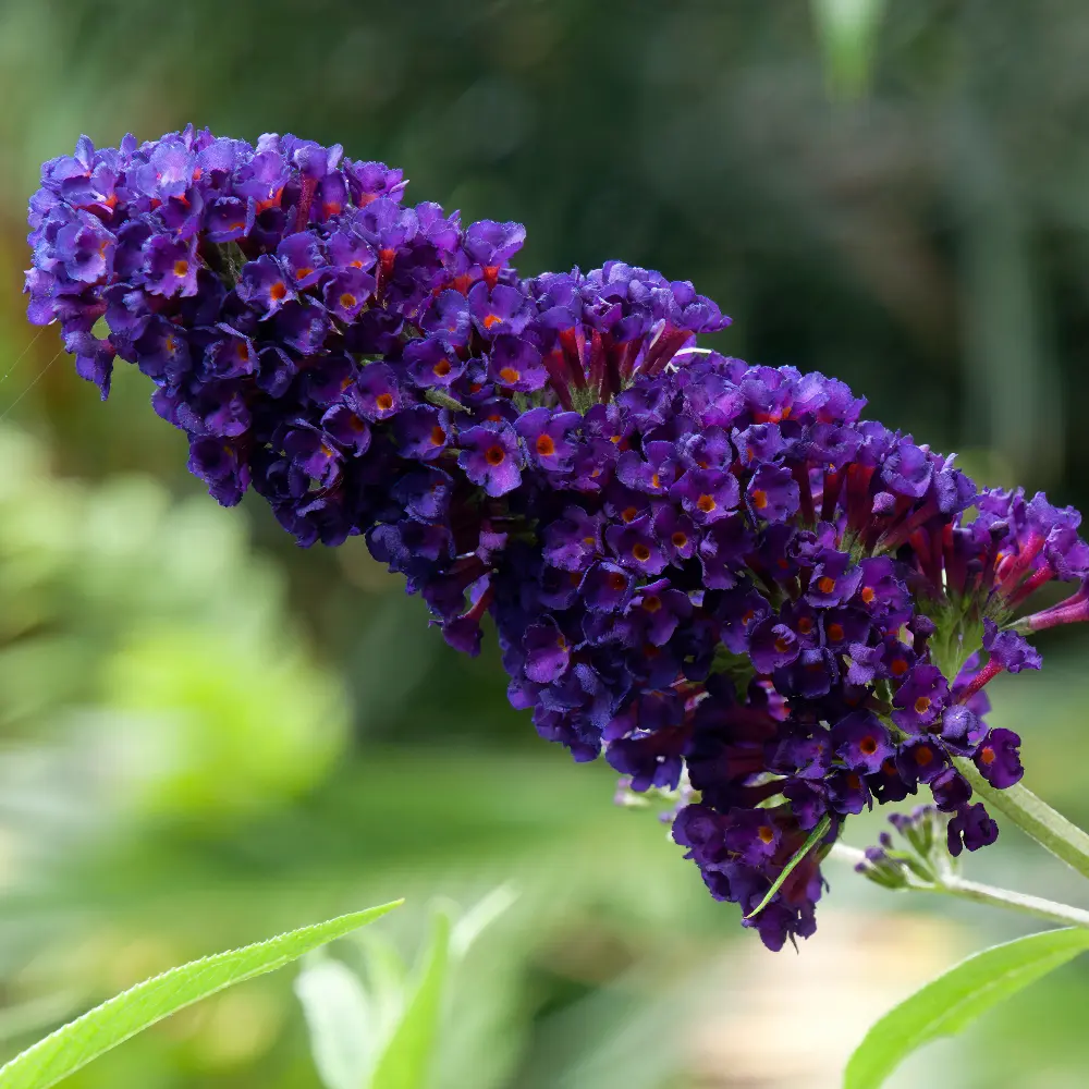 Fjärilsbuske - Buddleja Black Knight - Rejäl - BIO
