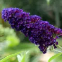Fjärilsbuske - Buddleja Black Knight - Rejäl - BIO