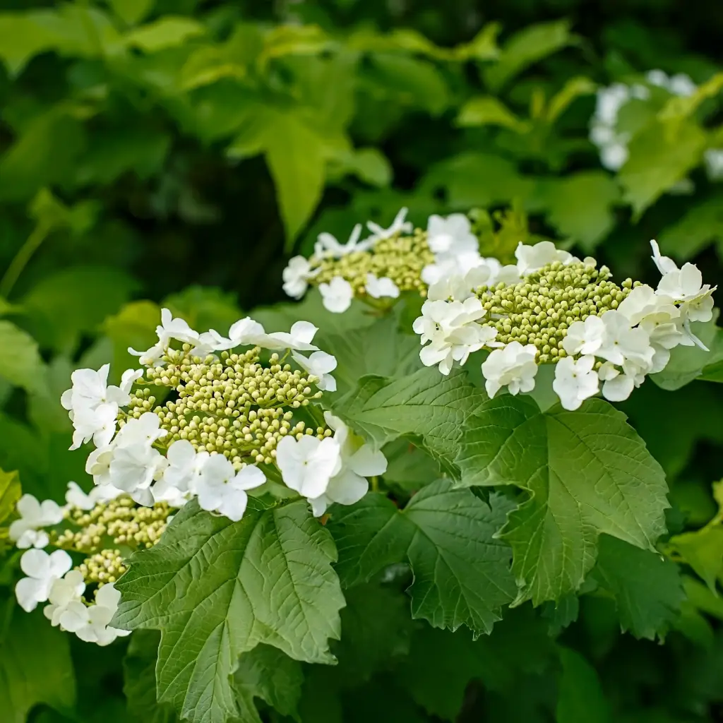 Skogsolvon - Viburnum Opulus - P15 - BIO