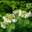Skogsolvon - Viburnum Opulus - P15 - BIO