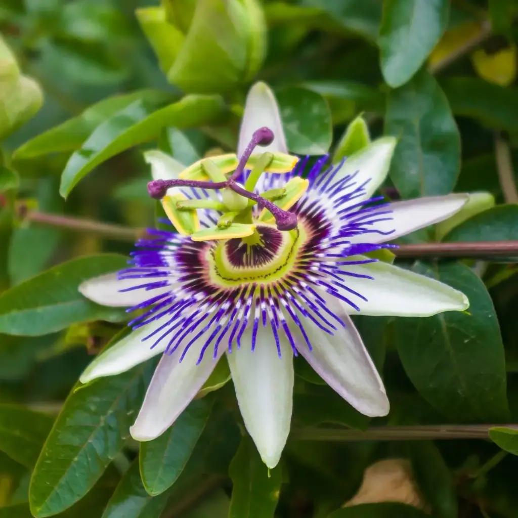 Passionsblomma - Passiflora Caerulea - Rejäl - BIO