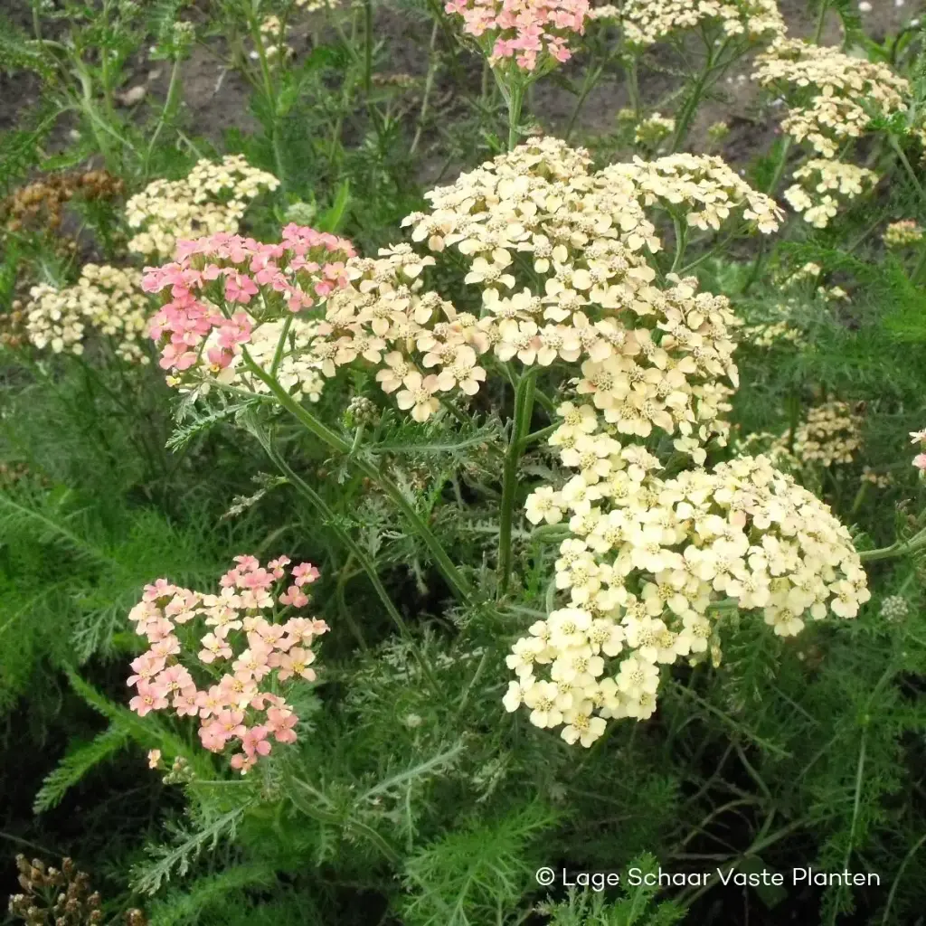Röllika - Achillea m. Lachsschönheit - Compact - BIO