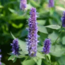 Anisisopar - Agastache Black Adder - Compact - BIO