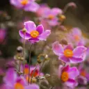 Höstanemon - Anemone Splendens - Compact - BIO