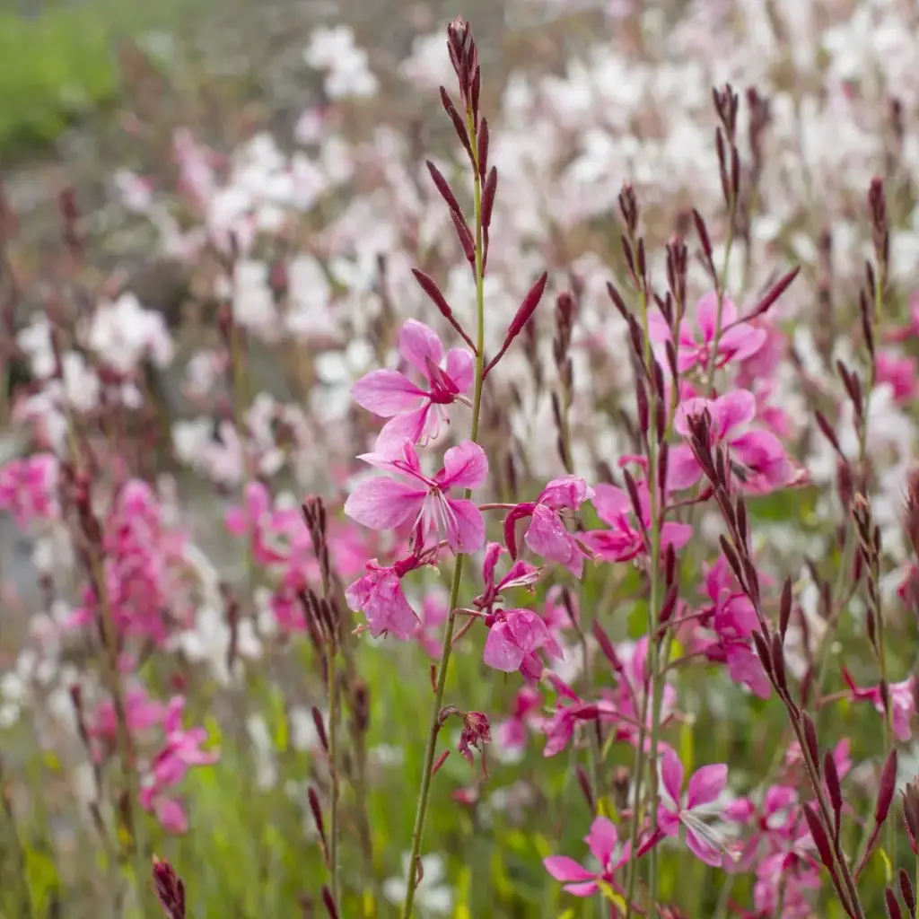 Sommarljus - Gaura Siskiyou Pink - Compact - BIO